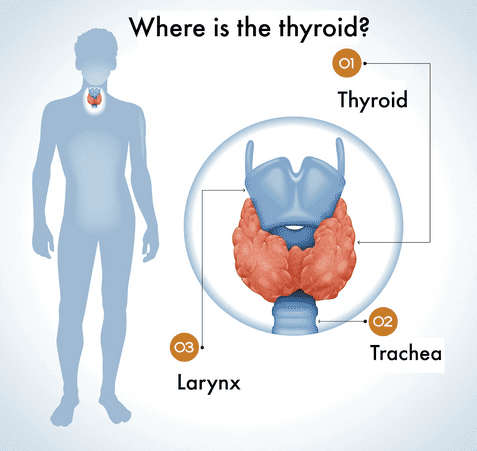 thyroid healing foods to help reduce thyroid symptoms