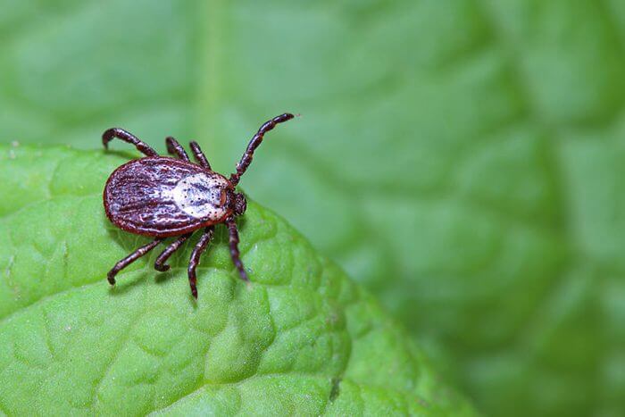 The Tick-borne Virus To Be On The Lookout For This Summer